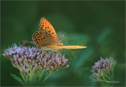 <p>PERLEŤOVEC STŘÍBROPÁSEK - sameček (Argynnis paphia) ---- /Silver-washed fritillary - Kaisermantel/</p>